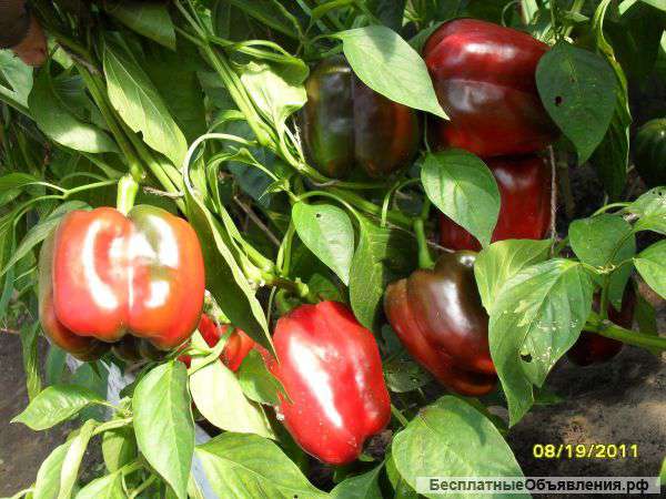 Рассада сладкого болгарского перца