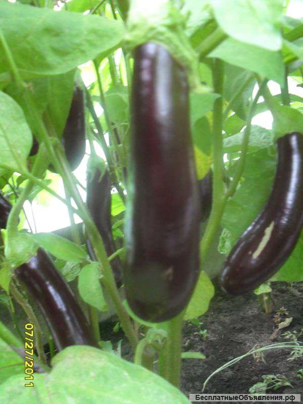 Рассада баклажан