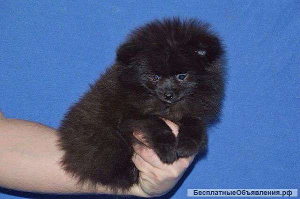 Щенков шпица