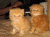 Персидские котятки