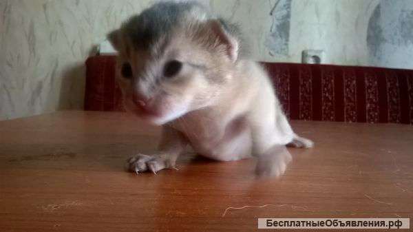 Абиссинский котенок