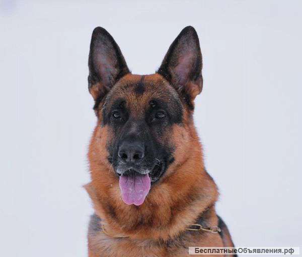 Кобель немецкой овчарки для вязки