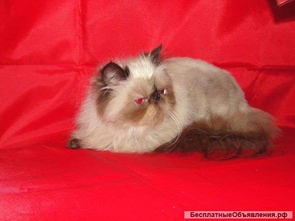 Котята персы