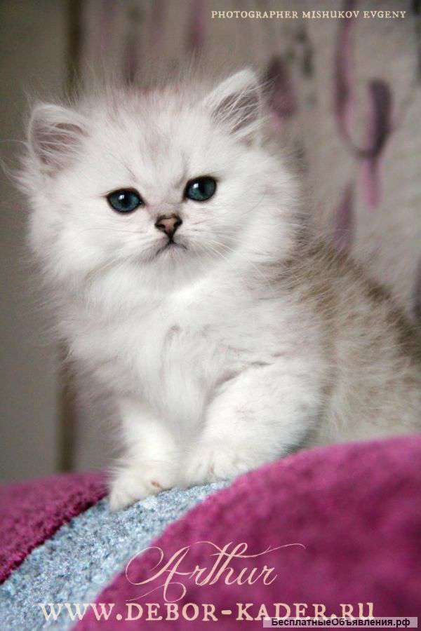 Котята шиншиллята