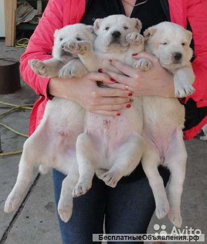 Щенки Среднеазиатской овчарки