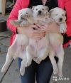 Щенки Среднеазиатской овчарки