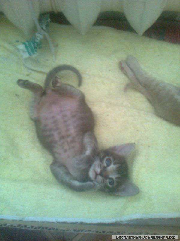 Котята 1.5 мес. в дар