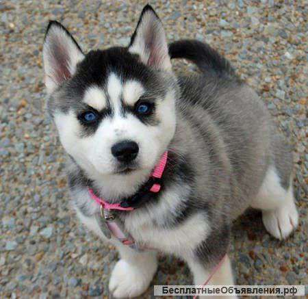 Возьму щенка хаски в дар