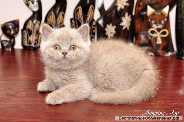 Шикарные британские котята
