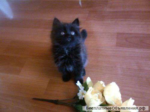 Сибирских котят с родословной