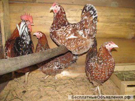 Цветная молодка постоянно