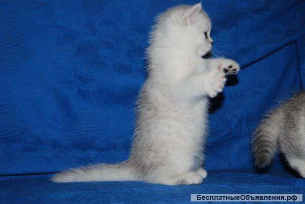 Британская шиншилла