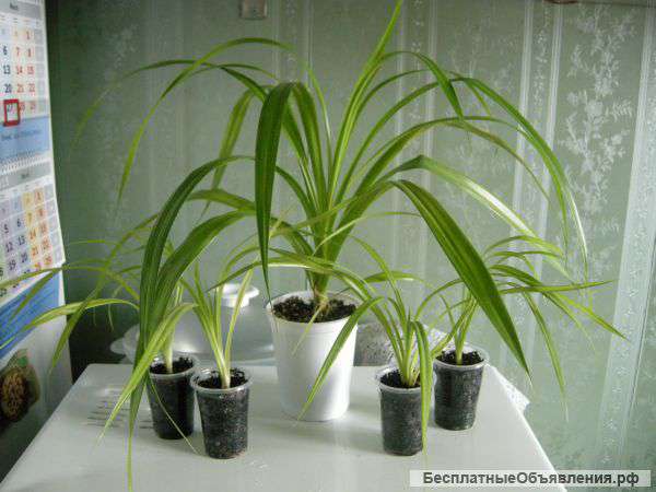 Панданус (Винтовая пальма)