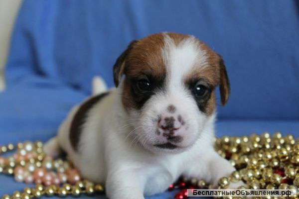 Щенки Джек Рассел терьер