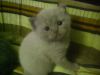 Британские и шотландские котята