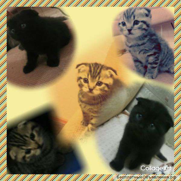 Шотландские вислоухие котята