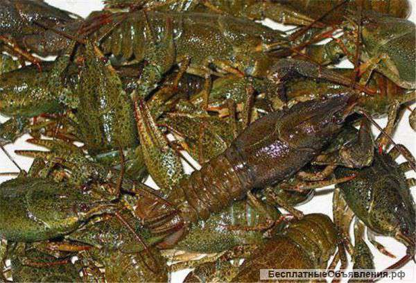 Живые раки оптовая продажа