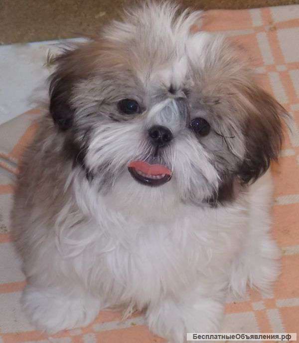 Мини мальчик и девочка ши-тцу