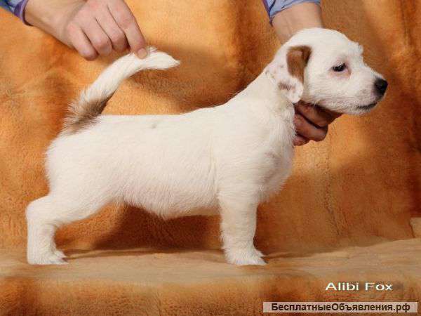 Щенки Джек Рассел Терьера