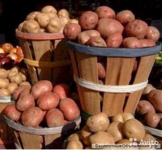 Картофель семенной / продовольственный/некондиция