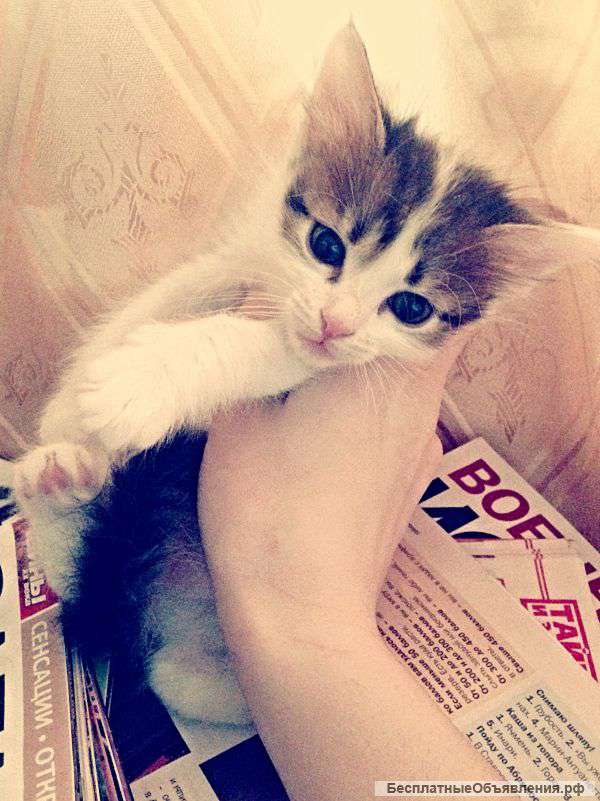 Котята в добрые руки