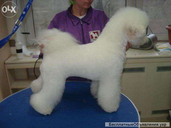 Кобель Бишон Фризе для вязки. КСУ FCI