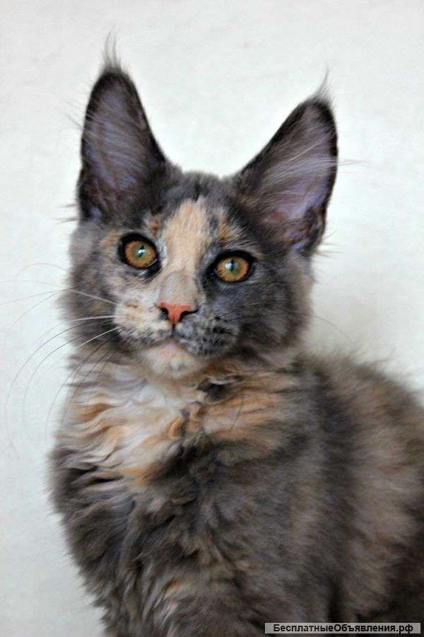 Великолепная кошечка Мейн -Кун