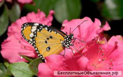 Услуги психолога.Помогу и разделю Вашу боль