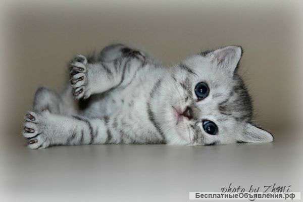 Котенок окраса Вискас