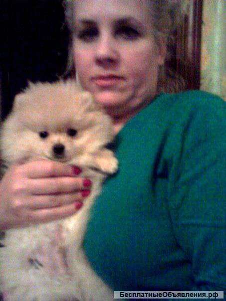 Щенков померанского шпица