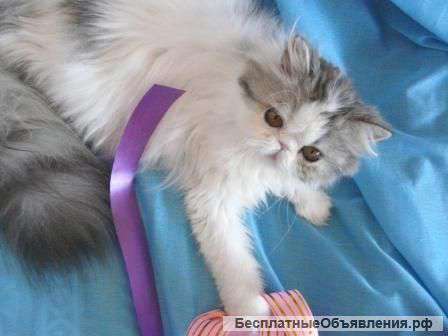 Кошка персидская милая девочка