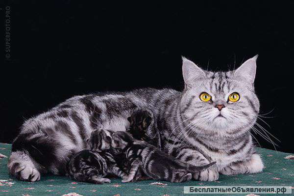 Британские котята