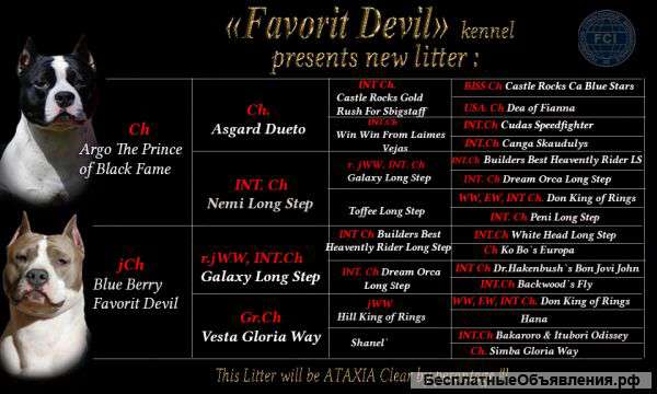 Девочка Ам.Стафф.Терьера