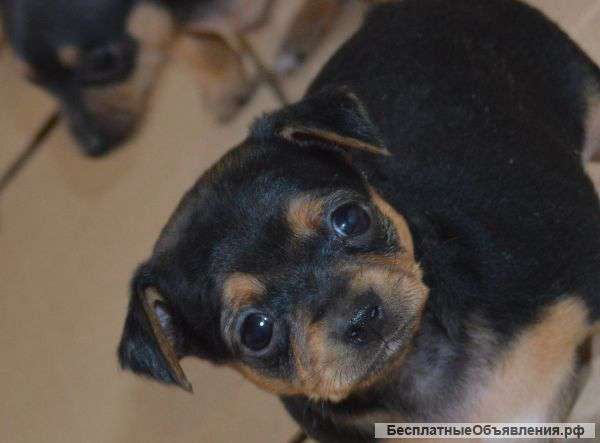 Щенков той-терьера