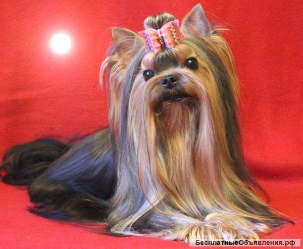 Йоркширский терьер. Вязка