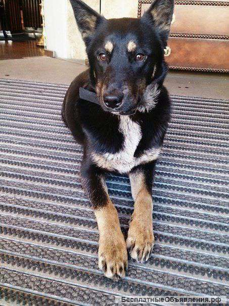 Отдадим щенят Ральфи в хорошие руки