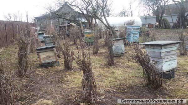 Пасека (зимовалые пчелосемьи) в полном комплекте