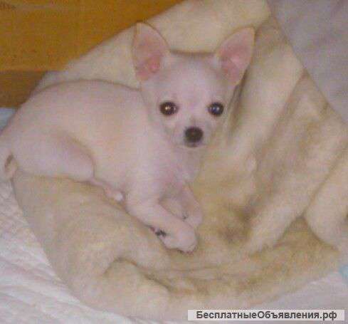 Мини чихуахуа