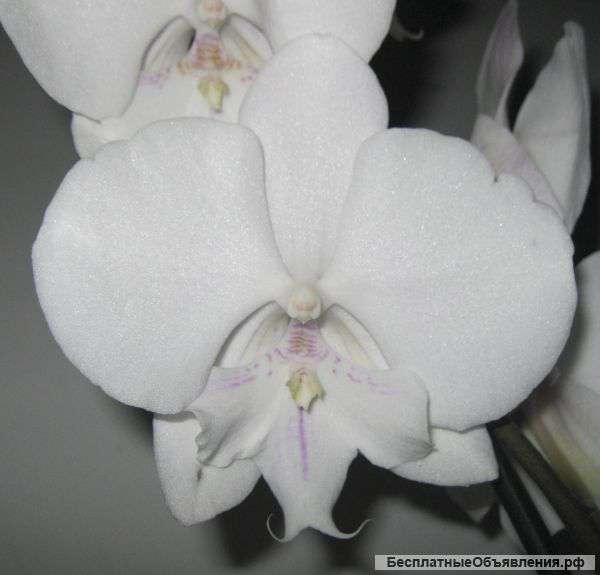Орхидеи с крупными цветками и небычные окраски