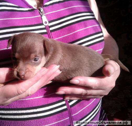 Лилово подпалая девочка той терьер