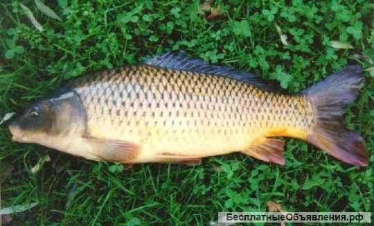 Живая рыба оптом