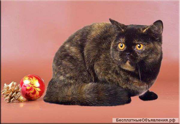 Роскошная британская кошка в дар