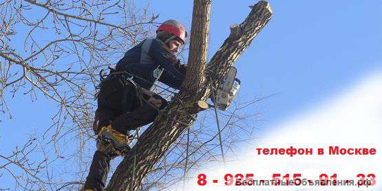 Спил, обрезка деревьев + погрузка + вывоз