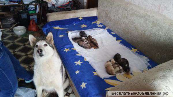 Щенки западно -сибирской лайки