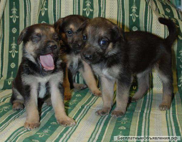 Щенки метисы вео в добрые руки