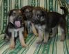 Щенки метисы вео в добрые руки