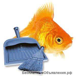 Обслуживание и оформления аквариума