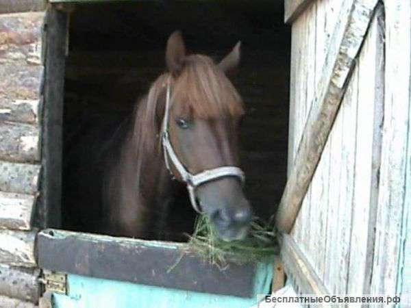 Конский навоз чистый с доставкой/ самовывоз