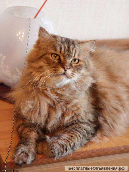 Очень харизматичный кот Лева ищет дом