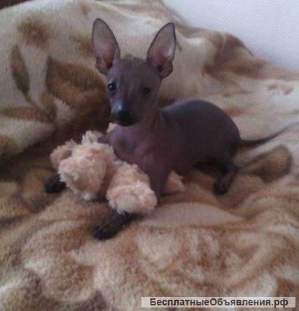 Мексиканская голая собака мини